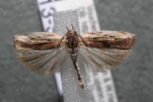  ( - 13-SRNP-41676)  @14 [ ] CreativeCommons - Attribution Non-Commercial Share-Alike (2014) Daniel H. Janzen Guanacaste Dry Forest Conservation Fund