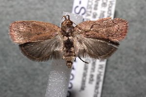  ( - 13-SRNP-41939)  @14 [ ] CreativeCommons - Attribution Non-Commercial Share-Alike (2014) Daniel H. Janzen Guanacaste Dry Forest Conservation Fund