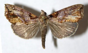  ( - 13-SRNP-43329)  @13 [ ] CreativeCommons - Attribution Non-Commercial Share-Alike (2014) Daniel H. Janzen Guanacaste Dry Forest Conservation Fund