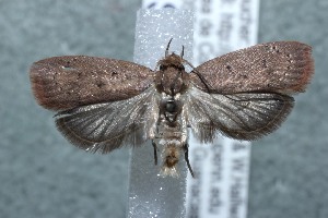  ( - 13-SRNP-43643)  @14 [ ] CreativeCommons - Attribution Non-Commercial Share-Alike (2014) Daniel H. Janzen Guanacaste Dry Forest Conservation Fund