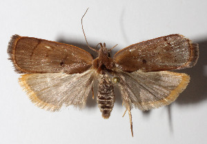  ( - 13-SRNP-47127)  @14 [ ] CreativeCommons  Attribution Non-Commercial Share-Alike (2016) Unspecified Guanacaste Dry Forest Conservation Fund