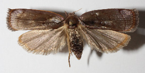  ( - 13-SRNP-6982)  @14 [ ] CreativeCommons  Attribution Non-Commercial Share-Alike (2016) Unspecified Guanacaste Dry Forest Conservation Fund