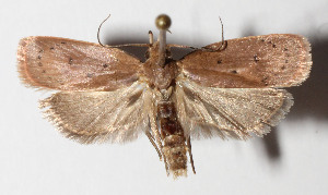  ( - 13-SRNP-76660)  @14 [ ] CreativeCommons  Attribution Non-Commercial Share-Alike (2016) Unspecified Guanacaste Dry Forest Conservation Fund