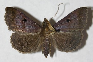  ( - 14-SRNP-30032)  @13 [ ] CreativeCommons - Attribution Non-Commercial Share-Alike (2014) Daniel H. Janzen Guanacaste Dry Forest Conservation Fund