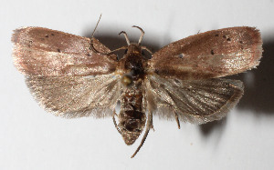  ( - 14-SRNP-76384)  @14 [ ] CreativeCommons  Attribution Non-Commercial Share-Alike (2016) Unspecified Guanacaste Dry Forest Conservation Fund