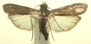  ( - 12-SRNP-102550)  @12 [ ] CreativeCommons - Attribution Non-Commercial Share-Alike (2013) Daniel H. Janzen Guanacaste Dry Forest Conservation Fund