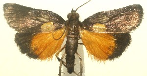  ( - 12-SRNP-102763)  @12 [ ] CreativeCommons - Attribution Non-Commercial Share-Alike (2013) Daniel H. Janzen Guanacaste Dry Forest Conservation Fund