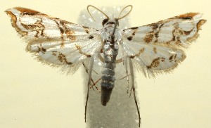  ( - 12-SRNP-103415)  @13 [ ] CreativeCommons - Attribution Non-Commercial Share-Alike (2013) Daniel H. Janzen Guanacaste Dry Forest Conservation Fund