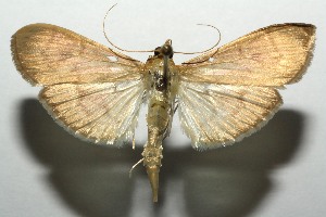  ( - 12-SRNP-104518)  @14 [ ] CreativeCommons - Attribution Non-Commercial Share-Alike (2014) Daniel H. Janzen Guanacaste Dry Forest Conservation Fund