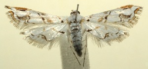  ( - 12-SRNP-104576)  @13 [ ] CreativeCommons - Attribution Non-Commercial Share-Alike (2014) Daniel H. Janzen Guanacaste Dry Forest Conservation Fund