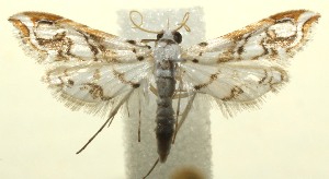  ( - 12-SRNP-105555)  @13 [ ] CreativeCommons - Attribution Non-Commercial Share-Alike (2014) Daniel H. Janzen Guanacaste Dry Forest Conservation Fund