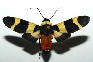  ( - 12-SRNP-105621)  @14 [ ] CreativeCommons - Attribution Non-Commercial Share-Alike (2014) Daniel H. Janzen Guanacaste Dry Forest Conservation Fund