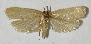  ( - 12-SRNP-4229)  @14 [ ] CreativeCommons - Attribution Non-Commercial Share-Alike (2013) Daniel H. Janzen Guanacaste Dry Forest Conservation Fund