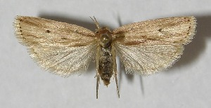  ( - 12-SRNP-5722)  @14 [ ] CreativeCommons - Attribution Non-Commercial Share-Alike (2013) Daniel H. Janzen Guanacaste Dry Forest Conservation Fund