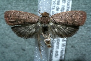  ( - 12-SRNP-85771)  @14 [ ] CreativeCommons  Attribution Non-Commercial Share-Alike (2017) Daniel H. Janzen Guanacaste Dry Forest Conservation Fund