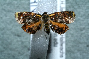  ( - 12-SRNP-86552)  @11 [ ] CreativeCommons  Attribution Non-Commercial Share-Alike (2017) Daniel H. Janzen Guanacaste Dry Forest Conservation Fund