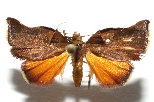  ( - 13-SRNP-100124)  @14 [ ] CreativeCommons - Attribution Non-Commercial Share-Alike (2014) Daniel H. Janzen Guanacaste Dry Forest Conservation Fund