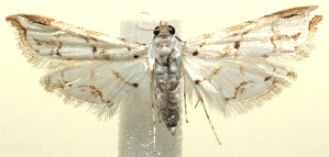  ( - 13-SRNP-100435)  @13 [ ] CreativeCommons  Attribution Non-Commercial Share-Alike (2017) Daniel H. Janzen Guanacaste Dry Forest Conservation Fund