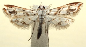  ( - 13-SRNP-100505)  @13 [ ] CreativeCommons  Attribution Non-Commercial Share-Alike (2017) Daniel H. Janzen Guanacaste Dry Forest Conservation Fund