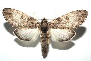  ( - 13-SRNP-100934)  @13 [ ] CreativeCommons  Attribution Non-Commercial Share-Alike (2017) Daniel H. Janzen Guanacaste Dry Forest Conservation Fund