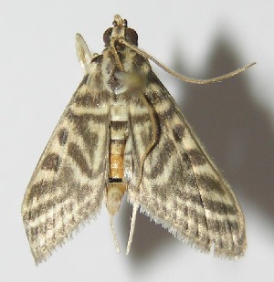  ( - 13-SRNP-67432)  @12 [ ] CreativeCommons - Attribution Non-Commercial Share-Alike (2014) Daniel H. Janzen Guanacaste Dry Forest Conservation Fund