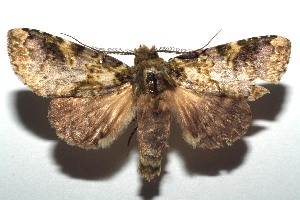  ( - 14-SRNP-103553)  @14 [ ] CreativeCommons - Attribution Non-Commercial Share-Alike (2015) Daniel H. Janzen Guanacaste Dry Forest Conservation Fund