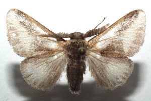  ( - 14-SRNP-103675)  @13 [ ] CreativeCommons - Attribution Non-Commercial Share-Alike (2015) Daniel H. Janzen Guanacaste Dry Forest Conservation Fund