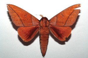  ( - 14-SRNP-103893)  @14 [ ] CreativeCommons - Attribution Non-Commercial Share-Alike (2015) Daniel H. Janzen Guanacaste Dry Forest Conservation Fund