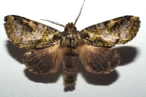  ( - 14-SRNP-104152)  @14 [ ] CreativeCommons - Attribution Non-Commercial Share-Alike (2015) Daniel H. Janzen Guanacaste Dry Forest Conservation Fund