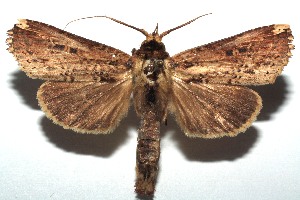  ( - 14-SRNP-104368)  @13 [ ] CreativeCommons - Attribution Non-Commercial Share-Alike (2015) Daniel H. Janzen Guanacaste Dry Forest Conservation Fund