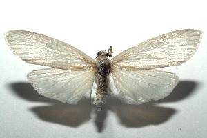  ( - 14-SRNP-104880)  @13 [ ] CreativeCommons - Attribution Non-Commercial Share-Alike (2015) Daniel H. Janzen Guanacaste Dry Forest Conservation Fund