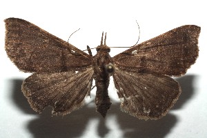  ( - 14-SRNP-104933)  @14 [ ] CreativeCommons - Attribution Non-Commercial Share-Alike (2015) Daniel H. Janzen Guanacaste Dry Forest Conservation Fund