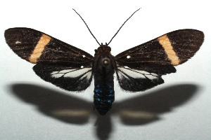  ( - 14-SRNP-105061)  @14 [ ] CreativeCommons - Attribution Non-Commercial Share-Alike (2015) Daniel H. Janzen Guanacaste Dry Forest Conservation Fund