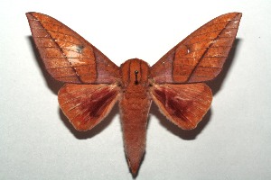  ( - 14-SRNP-105194)  @14 [ ] CreativeCommons - Attribution Non-Commercial Share-Alike (2015) Daniel H. Janzen Guanacaste Dry Forest Conservation Fund