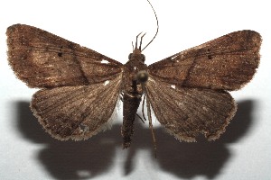  ( - 14-SRNP-105714)  @14 [ ] CreativeCommons  Attribution Non-Commercial Share-Alike (2016) Unspecified Guanacaste Dry Forest Conservation Fund