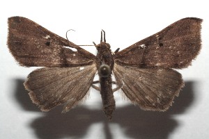  ( - 14-SRNP-105730)  @14 [ ] CreativeCommons  Attribution Non-Commercial Share-Alike (2016) Unspecified Guanacaste Dry Forest Conservation Fund