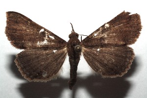  ( - 14-SRNP-105733)  @14 [ ] CreativeCommons  Attribution Non-Commercial Share-Alike (2016) Unspecified Guanacaste Dry Forest Conservation Fund