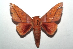  ( - 14-SRNP-106122)  @14 [ ] CreativeCommons  Attribution Non-Commercial Share-Alike (2016) Unspecified Guanacaste Dry Forest Conservation Fund