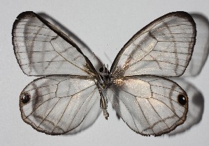  ( - 14-SRNP-67142)  @12 [ ] CreativeCommons  Attribution Non-Commercial Share-Alike (2016) Unspecified Guanacaste Dry Forest Conservation Fund