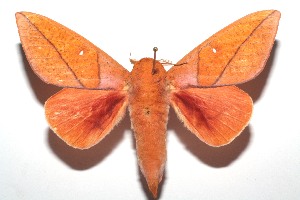  ( - 14-SRNP-101420)  @14 [ ] CreativeCommons - Attribution Non-Commercial Share-Alike (2014) Daniel H. Janzen Guanacaste Dry Forest Conservation Fund