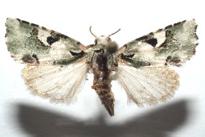  ( - 14-SRNP-101584)  @14 [ ] CreativeCommons - Attribution Non-Commercial Share-Alike (2014) Daniel H. Janzen Guanacaste Dry Forest Conservation Fund