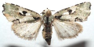  ( - 14-SRNP-101585)  @14 [ ] CreativeCommons - Attribution Non-Commercial Share-Alike (2014) Daniel H. Janzen Guanacaste Dry Forest Conservation Fund