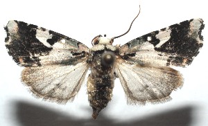  ( - 14-SRNP-101586)  @14 [ ] CreativeCommons - Attribution Non-Commercial Share-Alike (2014) Daniel H. Janzen Guanacaste Dry Forest Conservation Fund