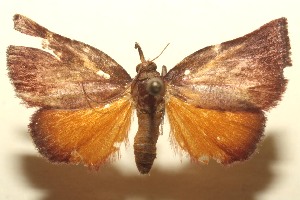  ( - 14-SRNP-103197)  @14 [ ] CreativeCommons - Attribution Non-Commercial Share-Alike (2015) Daniel H. Janzen Guanacaste Dry Forest Conservation Fund