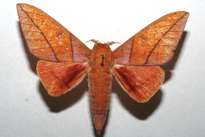  ( - 07-SRNP-113312)  @14 [ ] CreativeCommons - Attribution Non-Commercial Share-Alike (2008) Daniel H. Janzen Guanacaste Dry Forest Conservation Fund