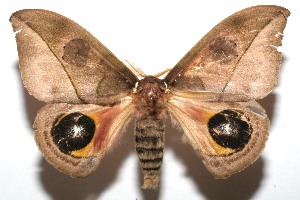  ( - 08-SRNP-100625)  @14 [ ] CreativeCommons - Attribution Non-Commercial Share-Alike (2008) Daniel H. Janzen Guanacaste Dry Forest Conservation Fund