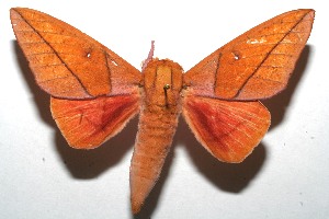  ( - 08-SRNP-101340)  @14 [ ] CreativeCommons - Attribution Non-Commercial Share-Alike (2008) Daniel H. Janzen Guanacaste Dry Forest Conservation Fund