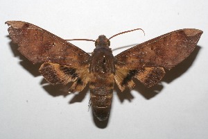  ( - 07-SRNP-108818)  @14 [ ] CreativeCommons - Attribution Non-Commercial Share-Alike (2008) Daniel H. Janzen Guanacaste Dry Forest Conservation Fund