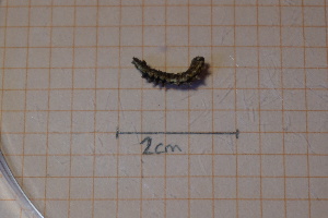  ( - CAL_2019_151_12_1)  @11 [ ] nrr  NA NA