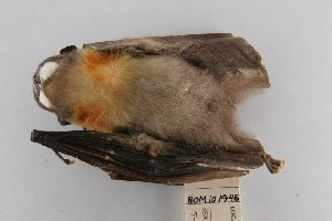 (Chironax melanocephalus - ROM MAM 101945)  @13 [ ] Copyright (2006) Royal Ontario Museum Royal Ontario Museum
